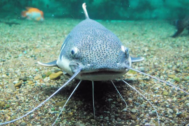 Catfish