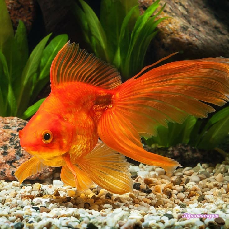 Fantail Goldfish