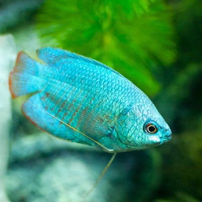 Blue Gourami