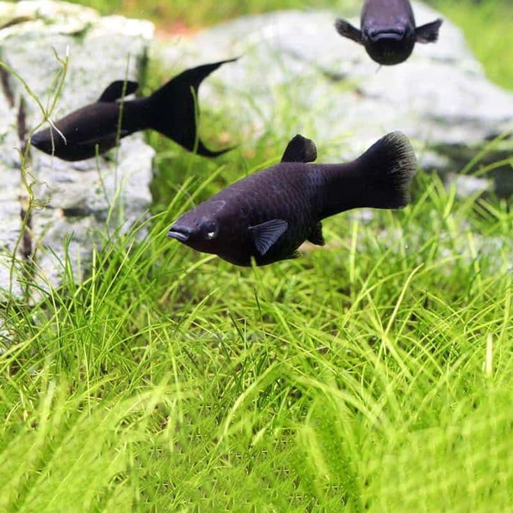 Black Mollies