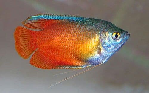 Red Dwarf Gourami